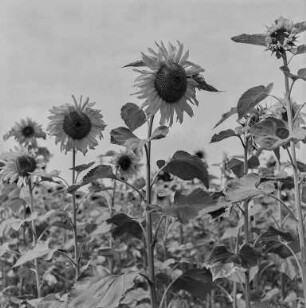 Landschaft bei Neschwitz : Neschwitz. Sonnenblumenfeld