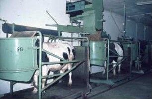 Fotografie: Milchviehhaltung, Mobilboxenstall, Futtervorlage