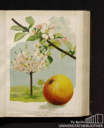 Pirus Malus Linné. Apfelbaum.