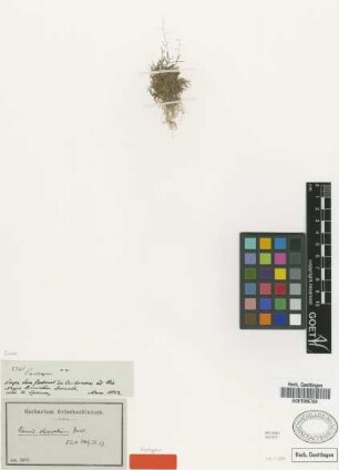 Panicum obovatum Döll [isotype]