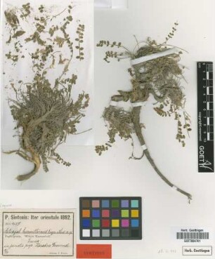 Astragalus humillimus Freyn & Sint. [syntype]