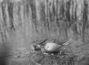 Trauerseeschwalbe : Trauerseeschwalbe (Childonias niger Linnaeus) zwei Jungen im Nest hudernd und fütternd.