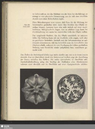 Mohnkapsel, Papaver