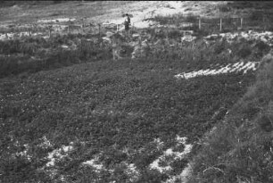 Dünenlandschaft bei Amsterdam : Blick auf eine Dünenlandschaft bei Amsterdam mit Feld und Mann