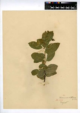 Rhamnaceae Rhamnus Alaternus Linné, Carl von (1707 - 1778) [Nazareth, Nazaret]