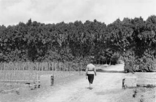 Plantage : Frau auf einem Plantagenweg