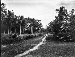 Parkartige Anlage mit Palmen (Ostafrika-Reisen Uhlig 1901-1910)