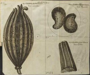 Illustration 28: Observatio VII. Fig. V.; Fig. III.; Fig. VI.