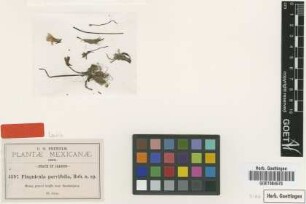 Pinguicula parvifolia B.L.Rob. [type]