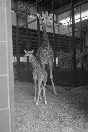 Nachwuchs bei den Giraffen im Karlsruher Zoo