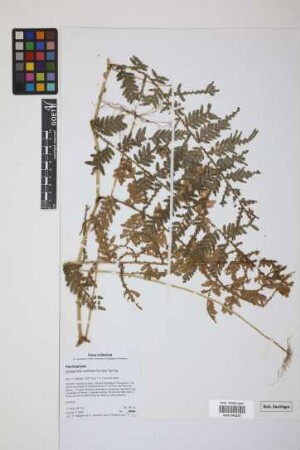 Selaginella exaltata (Kunze) Spring