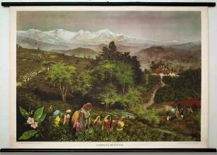 Teepflanzung am Himalaya