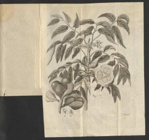Fig. 34.