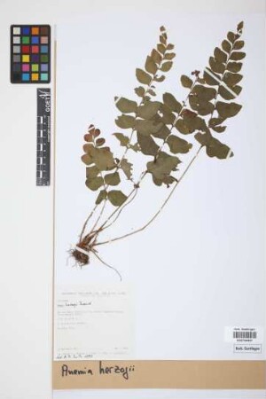 Anemia herzogii Rosenst., 1913