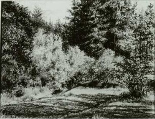 Werdauer Wald
