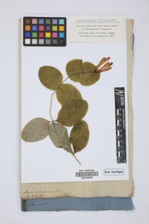 Lonicera sempervirens