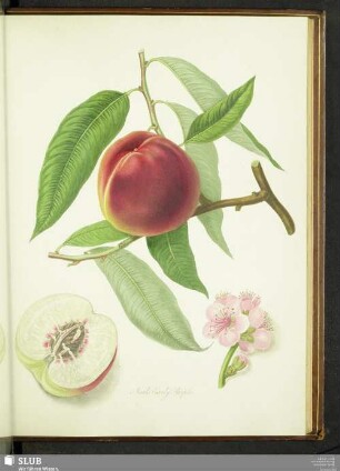 Neal's Early Purple