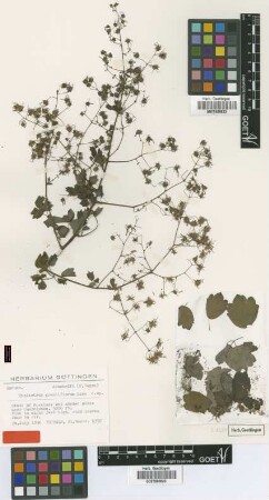 Thalictrum grandiflorum Rose [type]