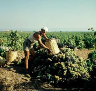 Italien. Weinlese, Geerntete Trauben im Weinberg