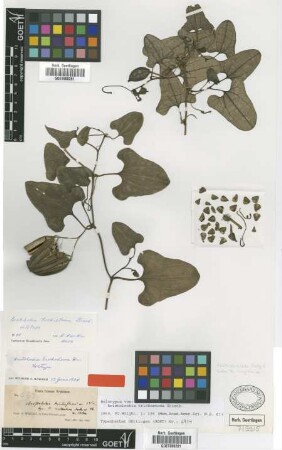 Aristolochia trichostoma Griseb. [holotype]