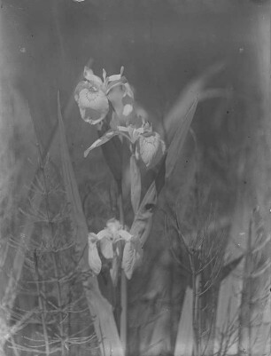 Sumpf-Schwertlilie : Sumpf-Schwertlilie (Iris pseudacorus Linnaeus), auch als Wasser-Schwertlilie bekannt.