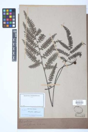 Adiantum cristatum L.