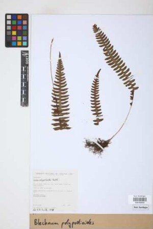 Blechnum polypodioides Raddi