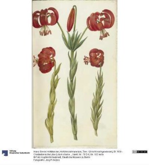 Horti Anckelmanniani, Tom. I [II nicht nachgewiesen], Bl. 183r - Chalzedonische Lilie (Lilium chalcedonicum)