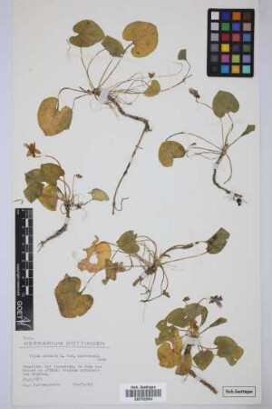 Viola cheiranthifolia Humb. & Bonpl.