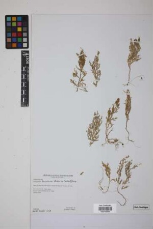 Selaginella leucoloma Crabbe & Jermy