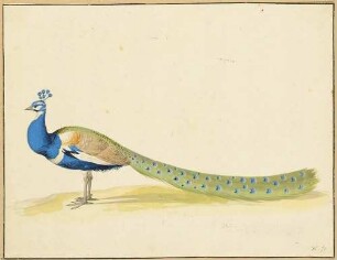 Pfau
