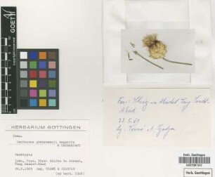 Centaurea ghahremanii Wagenitz & E.Esfandiari [paratype]