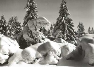 Osterzgebirge. Verschneite Fichten am Rand des Georgenfelder Hochmoores