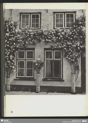 Rosen blühen an der Straße