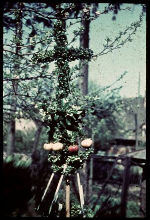 Palmen in Kippenheim