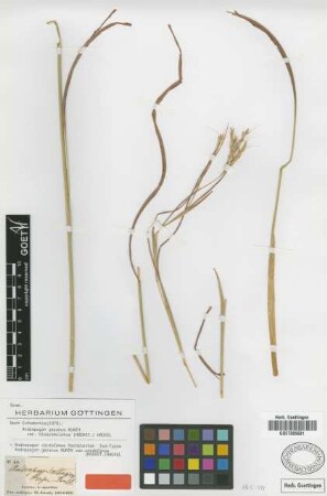 Andropogon gayanus Kunth var. cordofanus (Hochst.) Hack.[isotype]