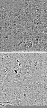Lilie / Tj = Bd.1, S. 219/220+231/232