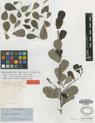 Savia cuneifolia Urb. [type]