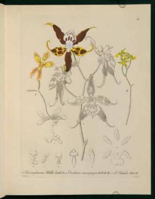 63r-63v, Odontoglossum Hallii Lindl. ...
