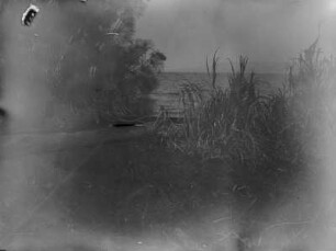 Am Lake Burigi : Die Vegetation am Lake Burigi