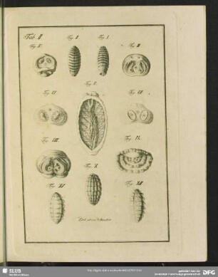 Tab. II. [Fig. I. - XII.]