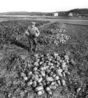 Feld mit Futterrüben