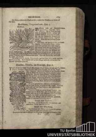 Cap. 6. Thapsien, Thapsia, ein Gewaechs.
