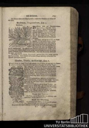 Cap. 6. Thapsien, Thapsia, ein Gewaechs.