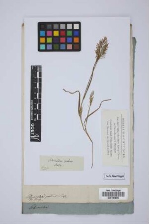 Sclerochloa patens Presl