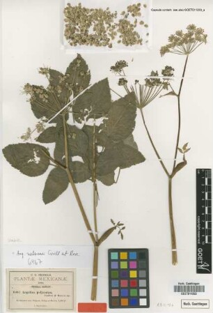 Angelica polycarpa J.M.Coult. & Rose [isotype]