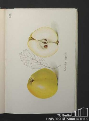 26. Manks Apfel.