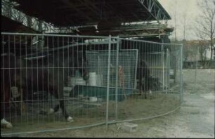 Fotografie: Pferdehaltung, Pferdepflege