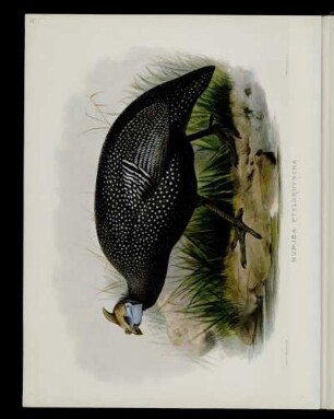 [Plate XLII.] Numida ptilorhyncha
