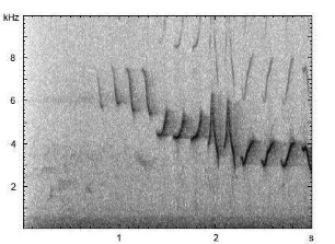 Fitis | Phylloscopus trochilus - Gesang